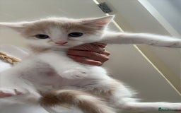 Domestic Shorthair cats for sale: Five beautiful blue eyed domestic kittens - Image 3