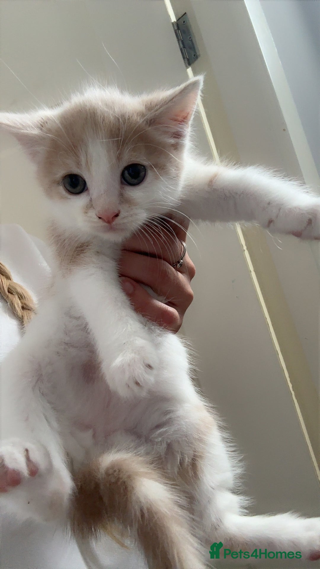 Domestic Shorthair cats for sale: Five beautiful blue eyed domestic kittens - Image 3