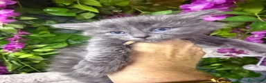 Maine Coon 4