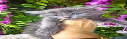 Maine Coon cats for sale: Mainecoons  - Advert 16