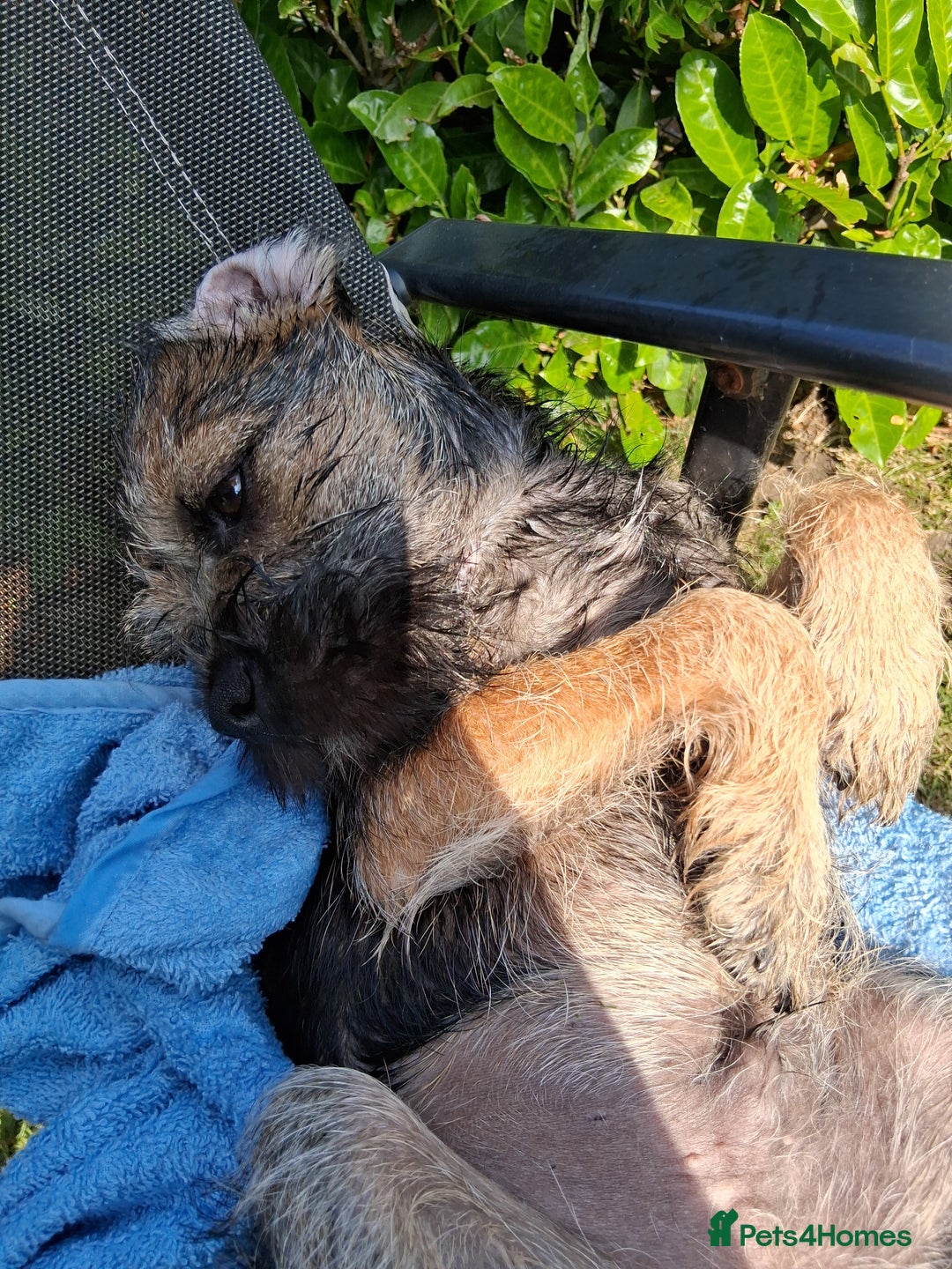 Border Terrier dogs for sale: 9 month old Border Terrier  - Advert 3