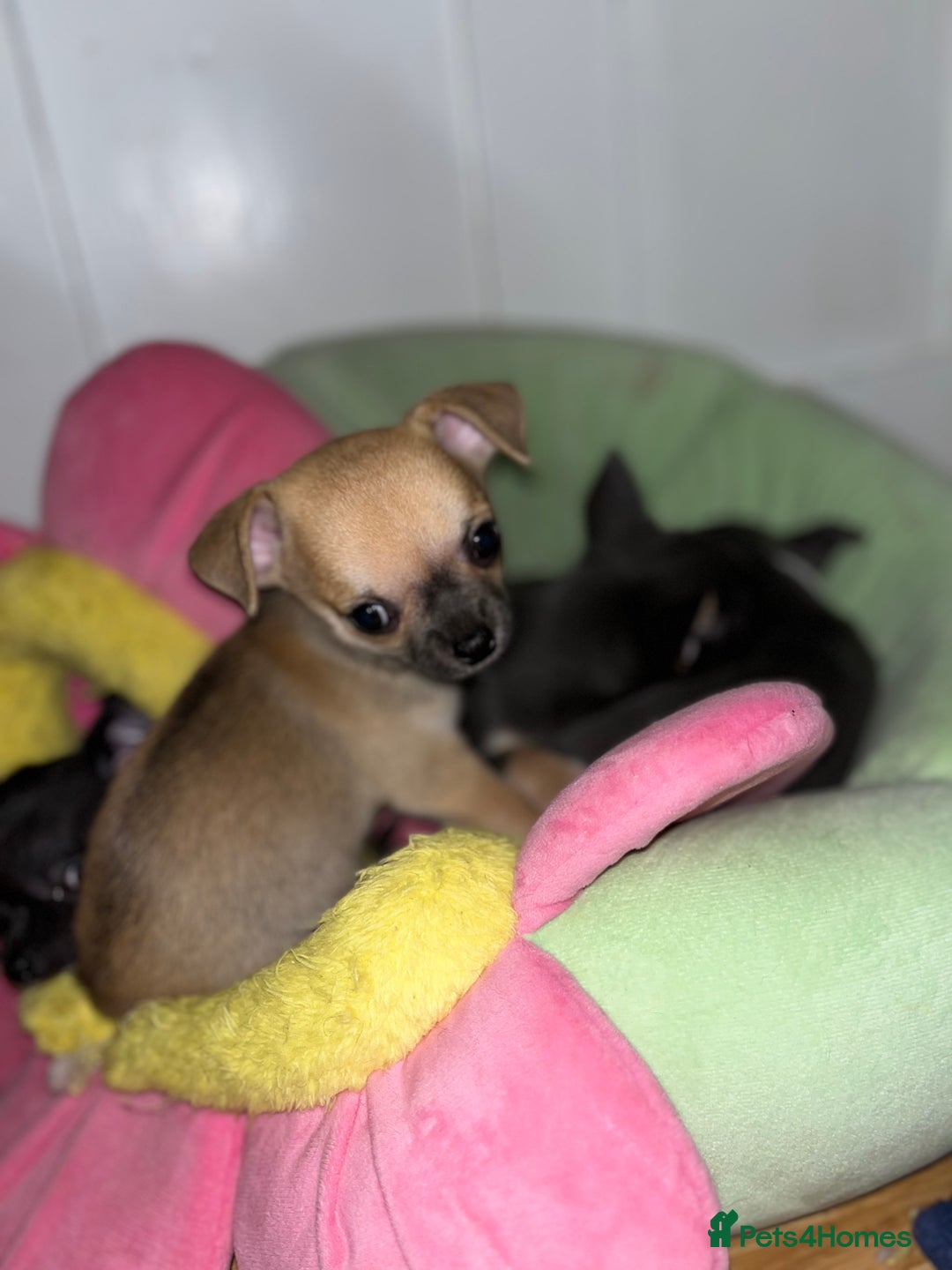 Chihuahua dogs for sale: Pure bred Chihuahua puppies - Image 29