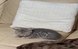British Shorthair cats for sale: BSH Kitten Bean - Image 35