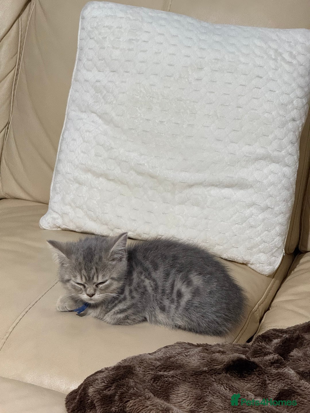 British Shorthair cats for sale: BSH Kitten Bean - Image 35