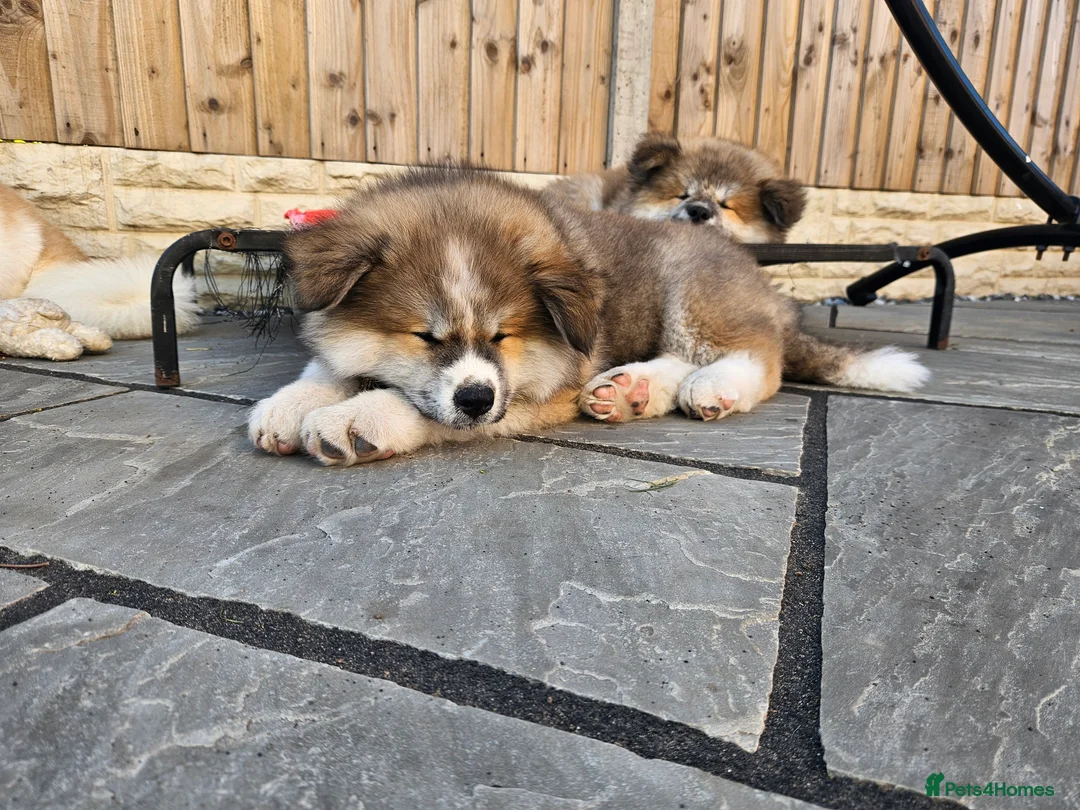 Akita dogs for sale: RKC Long-coat puppies - Advert 2