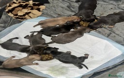 Mixed Breed dogs for sale: Exotic Pocket bully’s 4 males 5 females  - Image 11