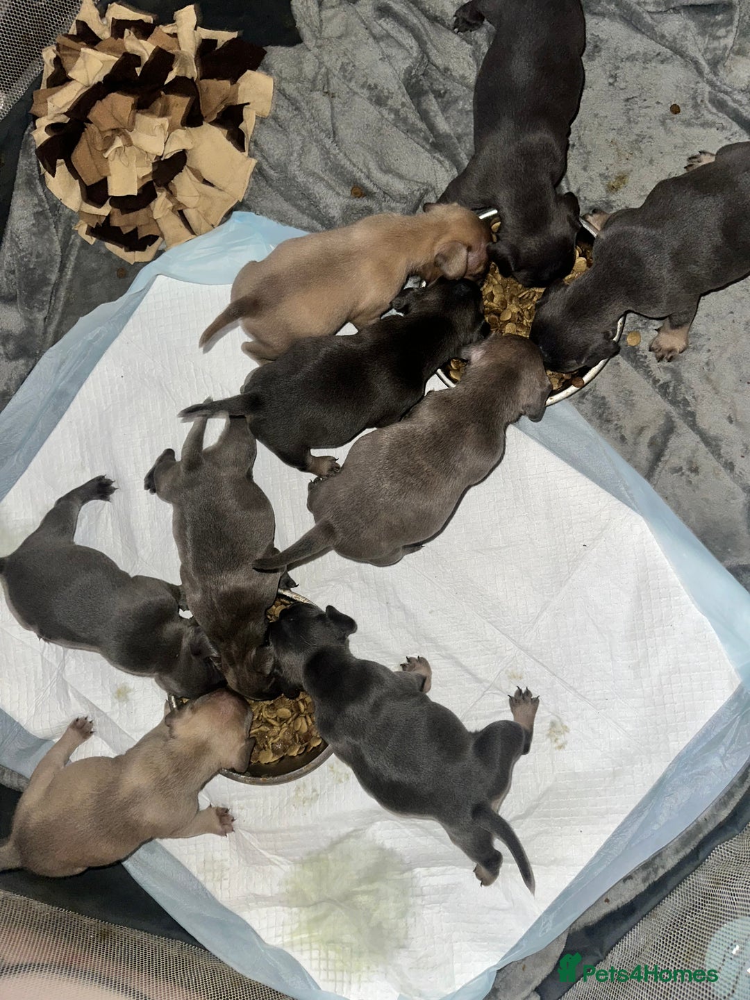 Mixed Breed dogs for sale: Exotic Pocket bully’s 4 males 5 females  - Image 11