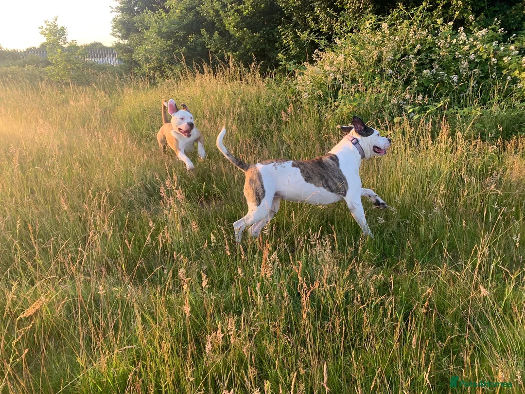 American Bulldog dogs for stud: NKC American Bulldog for Stud in Birmingham - Advert 8