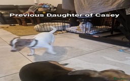 Jack Russell dogs for sale: Pure Jack russell puppies. Ultra-Rare colored.  - Advert 34