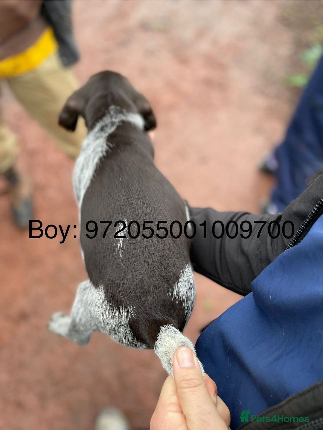 Mixed Breed dogs for sale: German pointer griffen pointer cross - Advert 12
