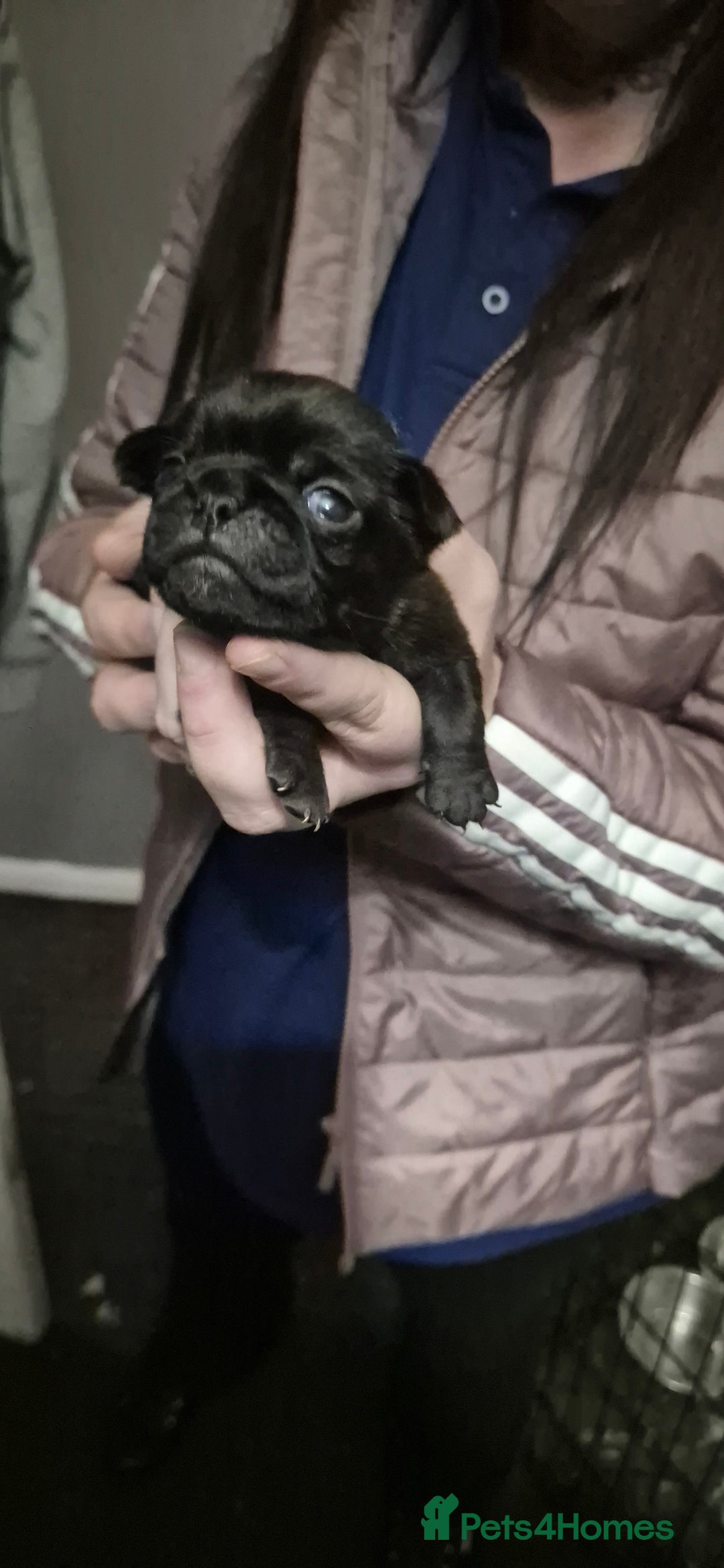 Pug dogs for sale: 4 beautiful pugs  - Image 16