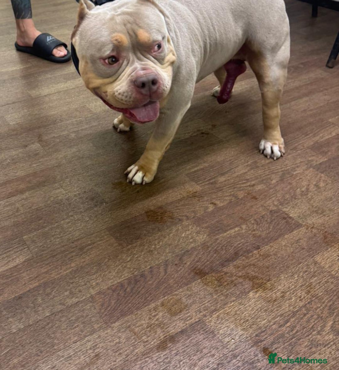 American Bully dogs for sale: Pocket bullys - Advert 13