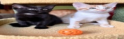 Mixed Breed cats for sale: Kittens from 1/2 Siamese Mum - Advert 15