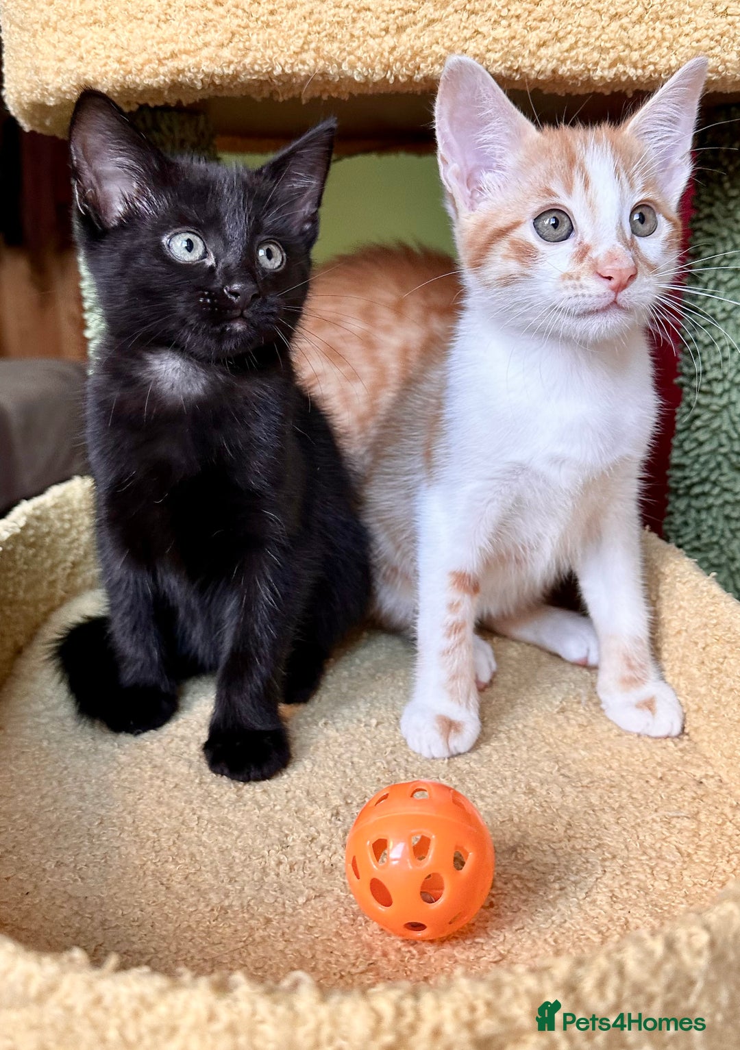 Mixed Breed cats for sale: Kittens from 1/2 Siamese Mum - Advert 15