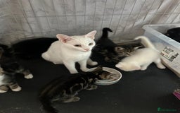 British Shorthair cats for sale: 8 Beautiful short haired kittens - Image 8