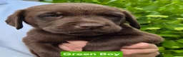 Labrador Retriever dogs for sale: Ready Now Exceptional 0/0 KCReg Chocolate Labrador - Advert 8