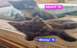 Maine Coon cats for sale: Gorgeous Half Maine Coon Boys and Girls  - Image 5