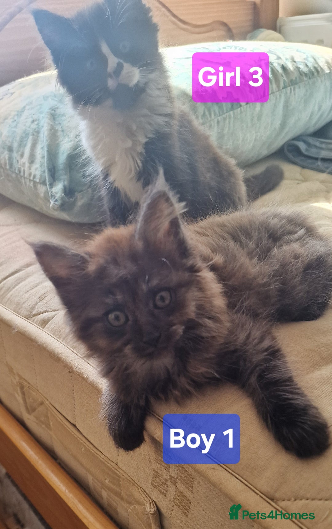 Maine Coon cats for sale: Gorgeous Half Maine Coon Boys and Girls  - Image 5