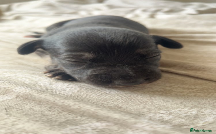 Whippet dogs - Advert 6