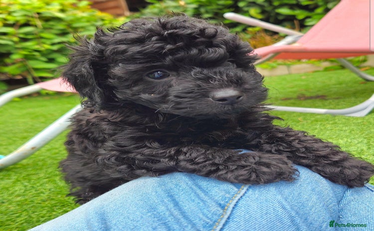 Toy Poodle dogs - Advert 2