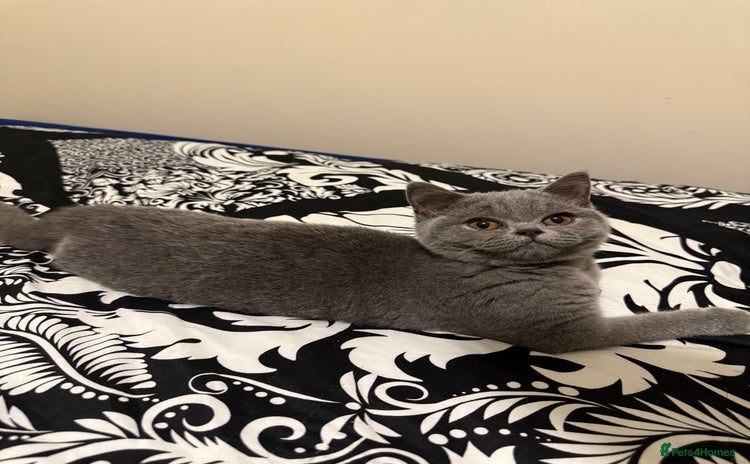British Shorthair cats - Advert 15