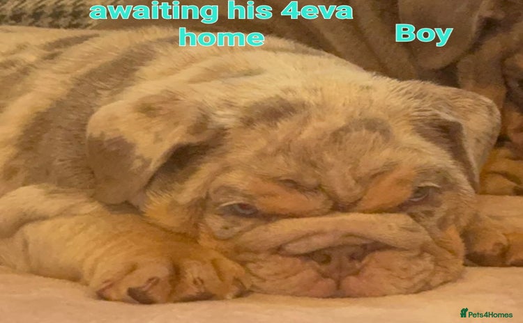English Bulldog dogs - Advert 3