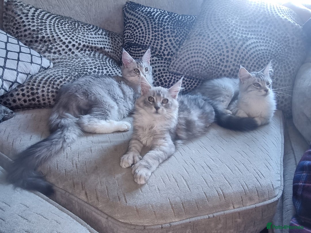 Maine Coon cats for sale: Meet Apollo and Coraline Hi Silver Maine Coons  - Image 1