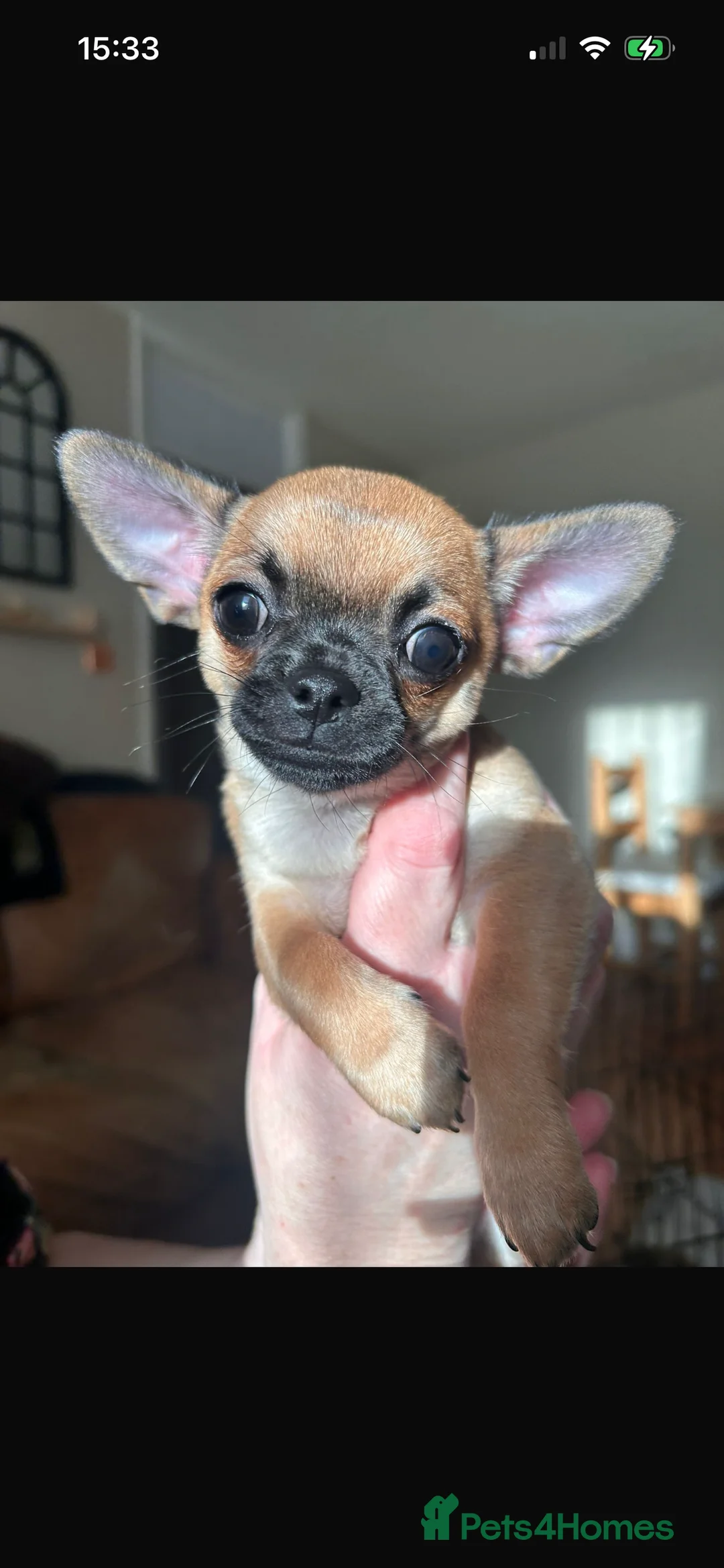 Chihuahua dogs for sale: Boy chihuahua smooth coat  - Advert 7