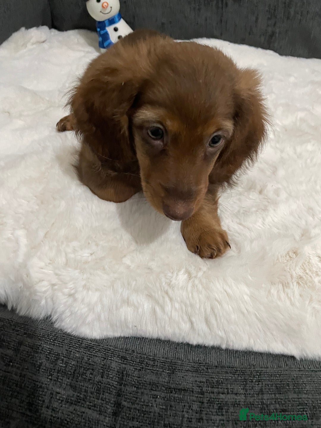 Miniature Dachshund dogs for sale: Champion Longhaired Miniature Dachshund Puppies - Advert 4