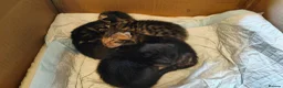 Mixed Breed cats for sale: Half Bengal kittens - Advert 13