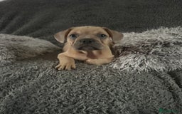 Mixed Breed dogs for sale: Rare breed French Bulldog x English bulldog   - Image 11