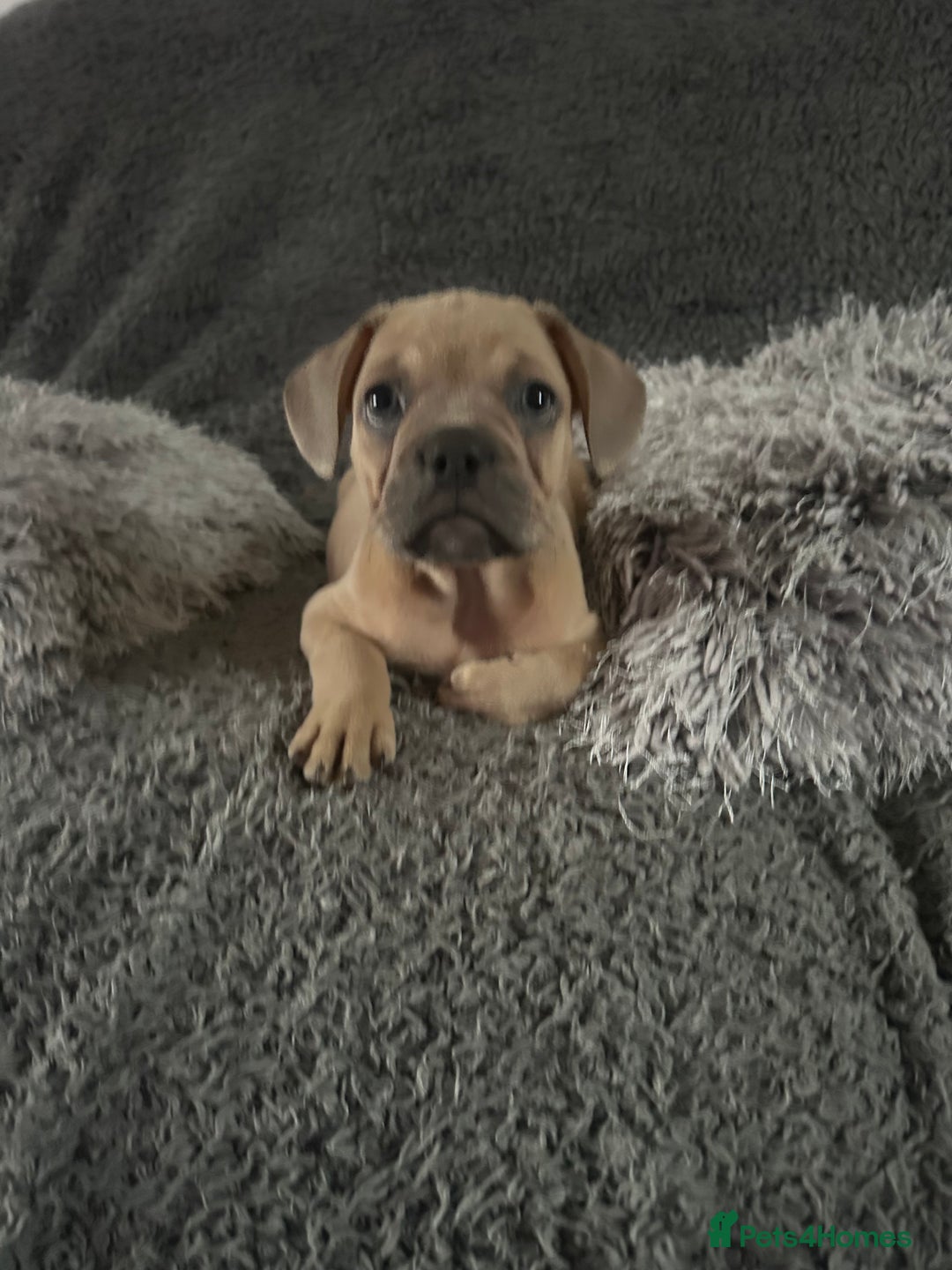 Mixed Breed dogs for sale: Rare breed French Bulldog x English bulldog   - Image 11