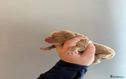 Cocker Spaniel dogs for sale: Litter of 6 - Image 10