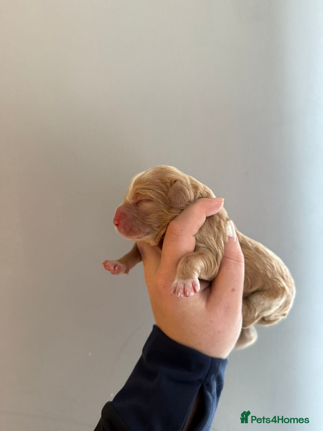 Cocker Spaniel dogs for sale: Litter of 6 - Image 10