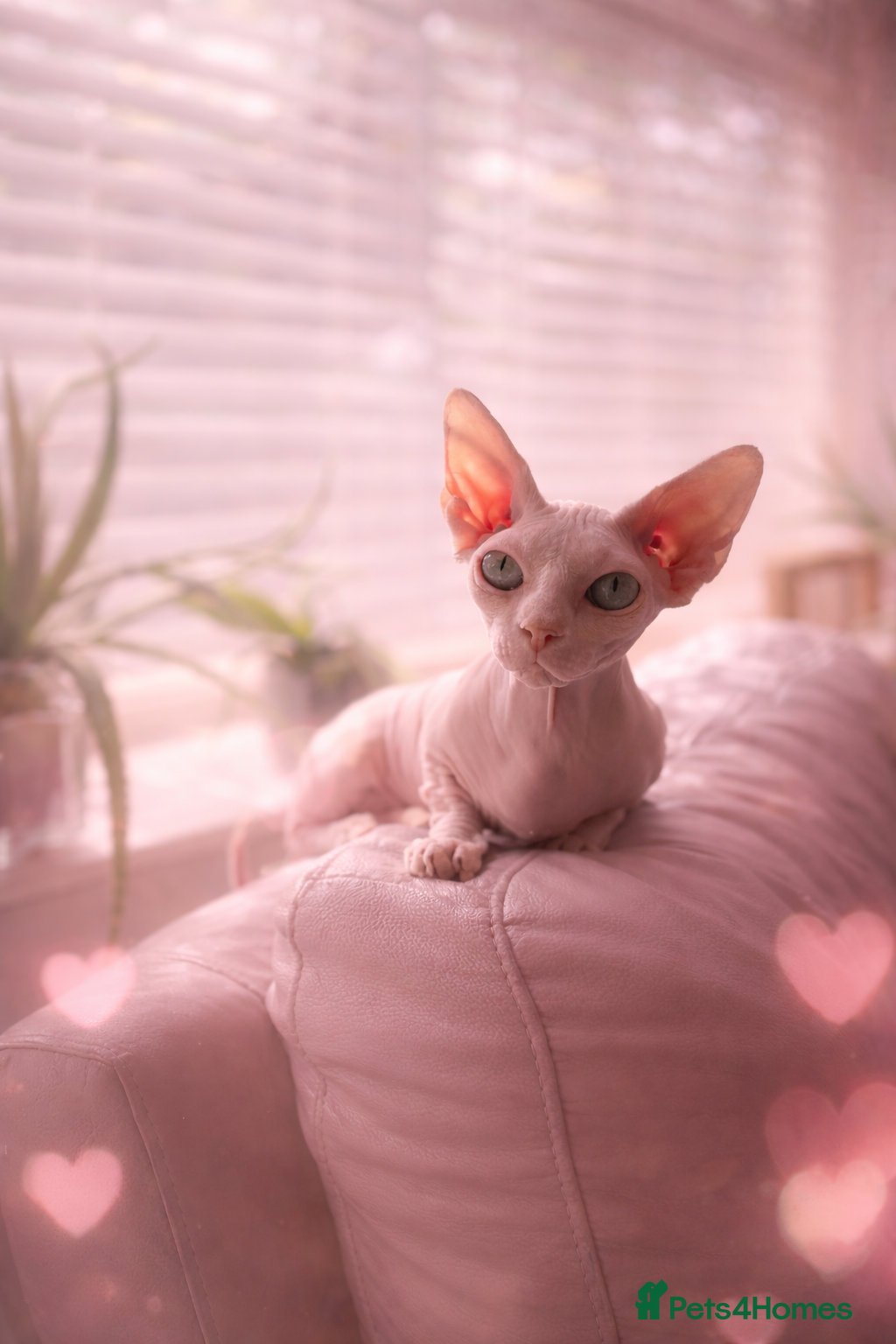 Sphynx cats Sphynx bambino kittens available 🐈‍⬛🐈 - Advert 1