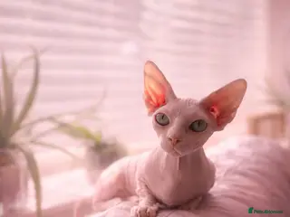 Sphynx cats for sale: Sphynx bambino kittens available 🐈⬛🐈 - Advert 1