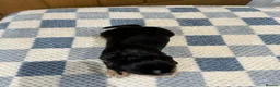 Cocker Spaniel dogs for sale: Health Tested Kc Show Type Cocker Spaniel Puppies - Advert 17