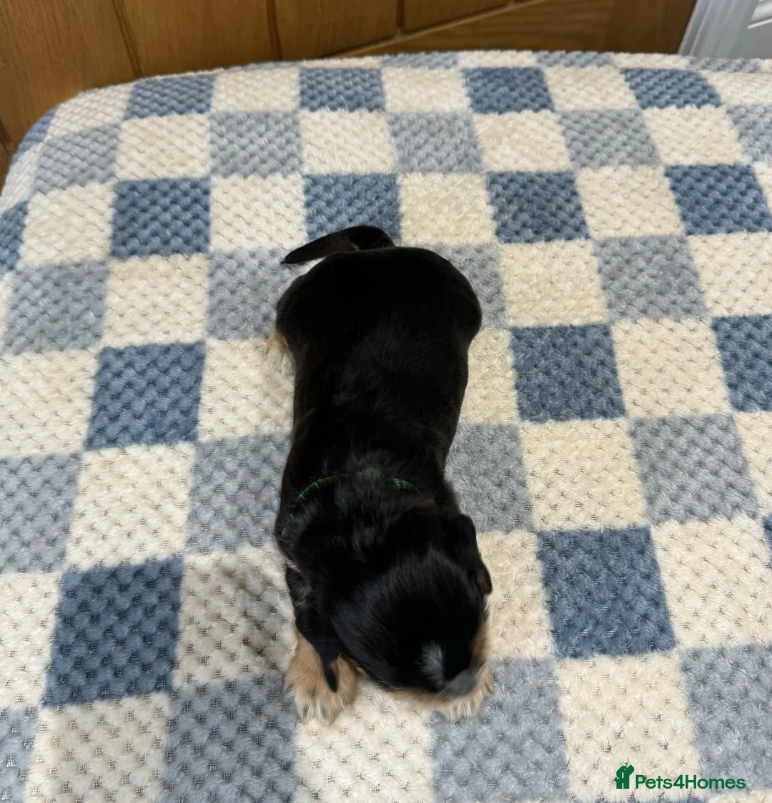 Cocker Spaniel dogs for sale: Health Tested Kc Show Type Cocker Spaniel Puppies - Advert 17