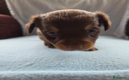 Mixed Breed dogs for sale: Beautiful Jack Russell x Chihuahua Puppies  - Image 14