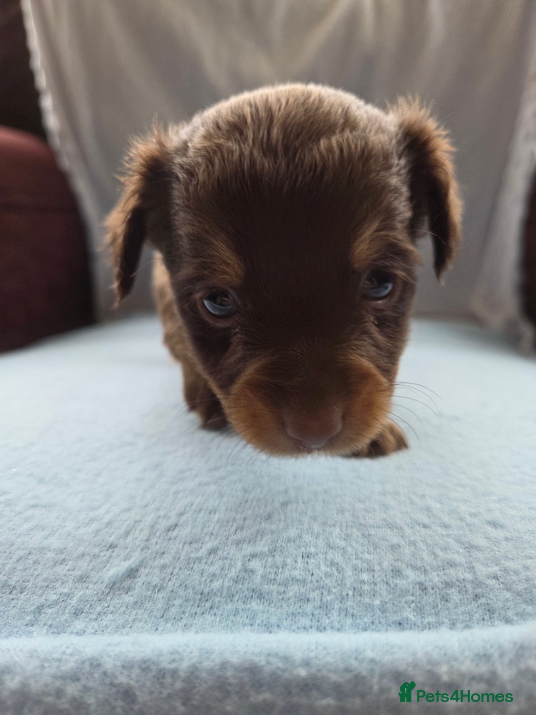 Mixed Breed dogs for sale: Beautiful Jack Russell x Chihuahua Puppies  - Image 14