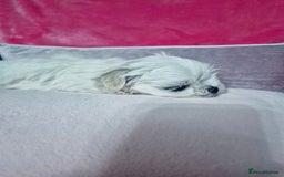 Maltese dogs for sale: Korean doll face puppies - Advert 4