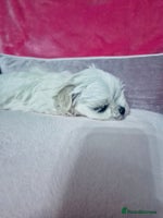 Maltese dogs Korean doll face puppies - Advert 15