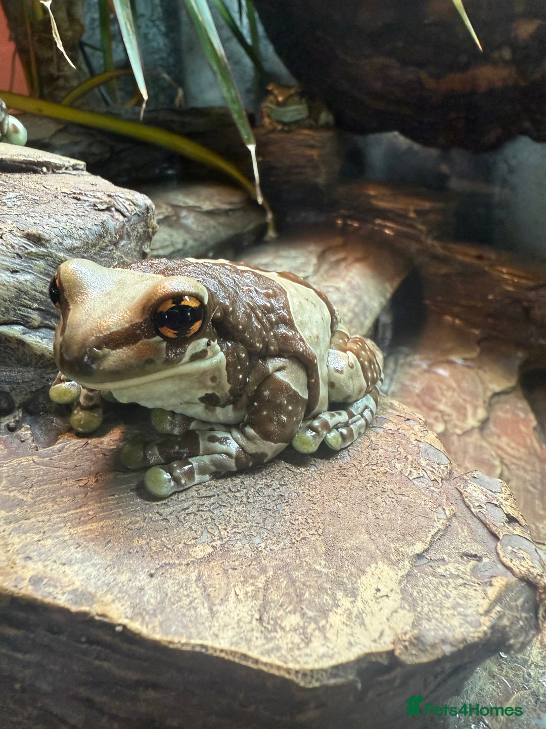 Frog reptiles for sale: Amazon Milk Frog - Image 7