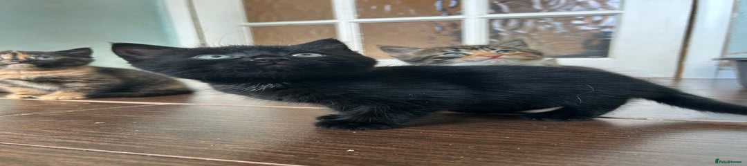 Mixed Breed Kitten 1