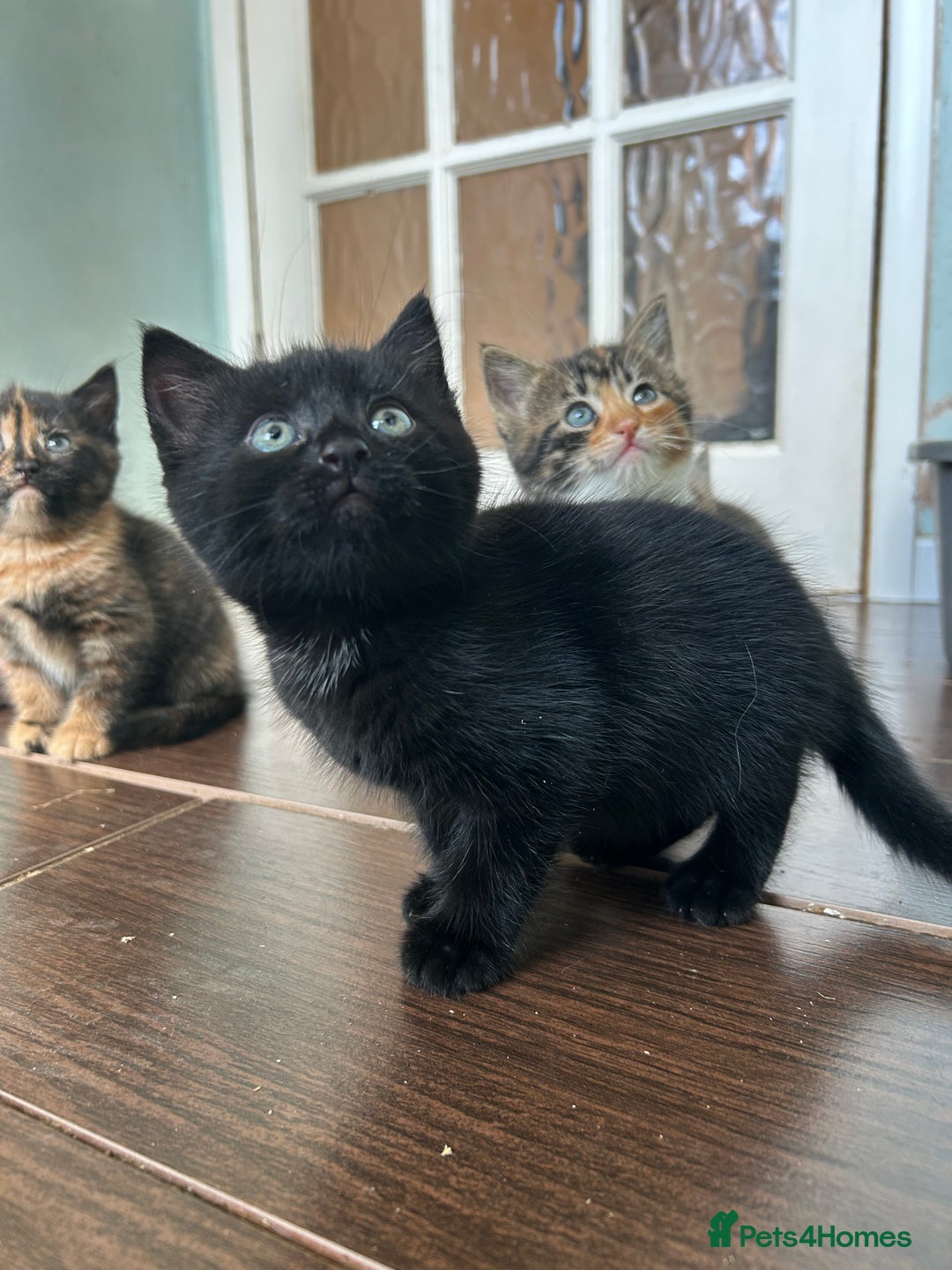 Mixed Breed cats for sale: Five friendly kittens  - Image 2