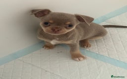 Chihuahua dogs for sale: Stunning chihuahua puppies  - Image 10