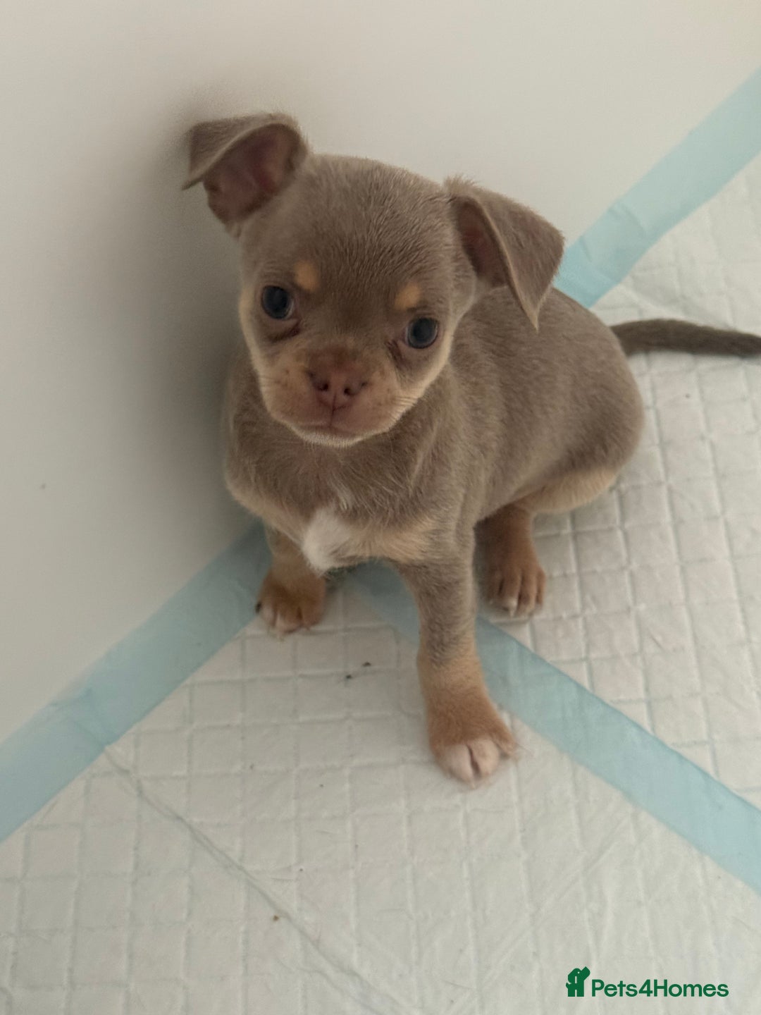 Chihuahua dogs for sale: Stunning chihuahua puppies  - Image 10