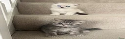 British Shorthair cats for sale: British Shorthair Tabby 1 - Advert 6