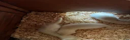 Ferret rodents for sale: Albino Ferret Kits - Advert 2