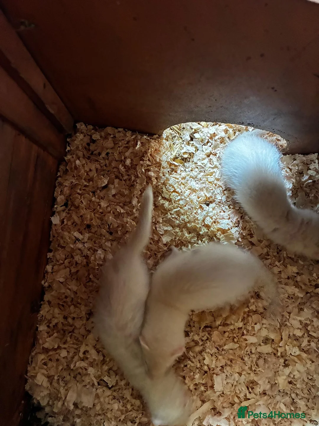 Ferret rodents for sale: Albino Ferret Kits - Advert 2